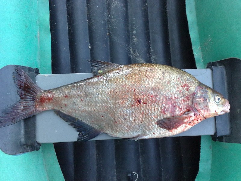 фото с рыбалок