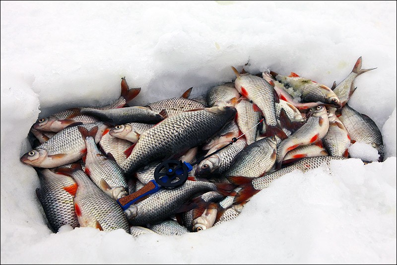 Фото рыбы после рыбалки