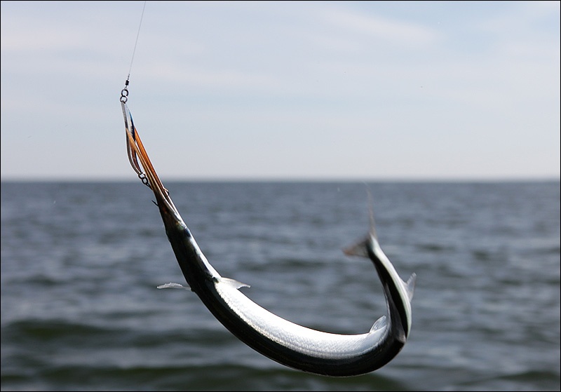 Белое море снасть. Снасть на саргана. Блесна на саргана Балтийского. Оснастка на саргана на Балтике. Снасти на саргана Балтийское море.