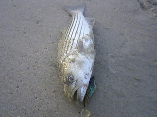 Striped bass, 16 inches