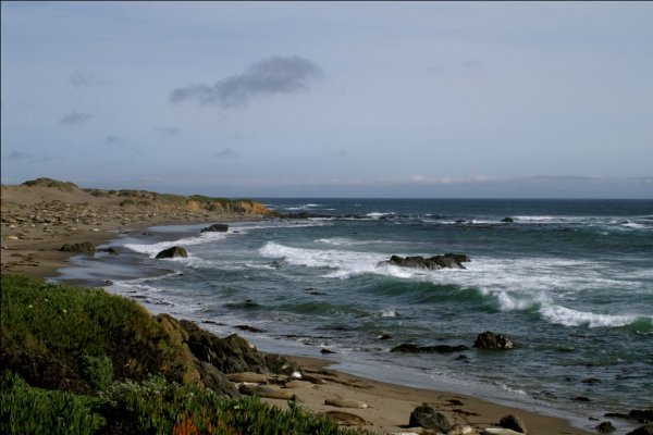 Seal elefants. Pacific coast. Route 1.