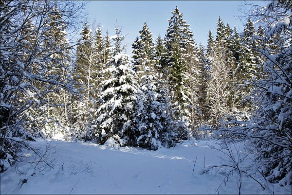 Зимний лес!