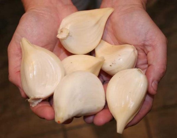 Elephant garlic 2012