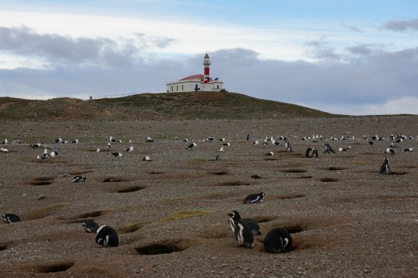 Пингвины острова Магдалены, что в Магеллановом проливе.