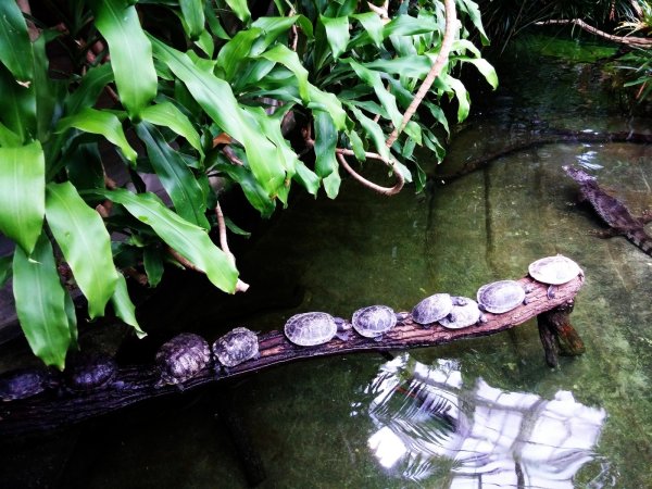 Черепахи рядком на закусь к крокодилу