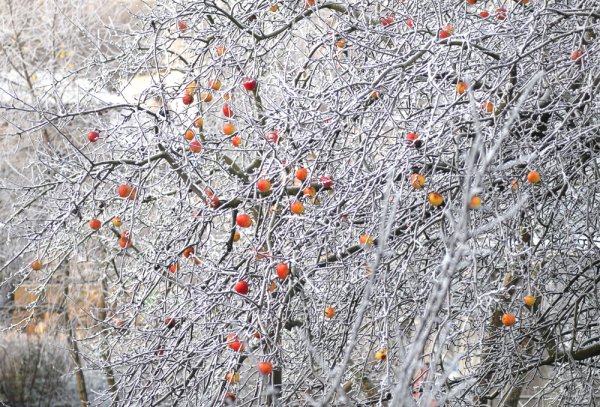 Фотоконкурс - "Зима, прекрасные мгновенья"!