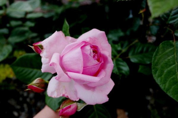 роза ароматная